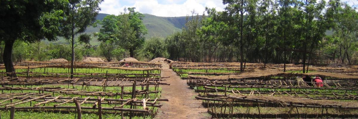 Green landscape in Humbo, Ethiopia with nursery and hills in the distance. 